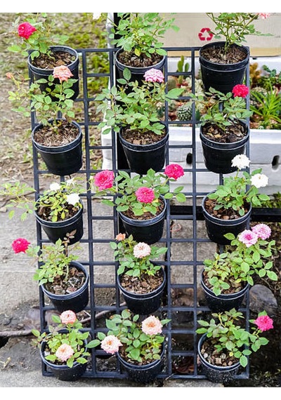 Pembe Sarmaşık Ponpon Gül Fidanı 1 Adet Dış Mekan Bitkisi 35-60 Cm Pink Climbing Rose