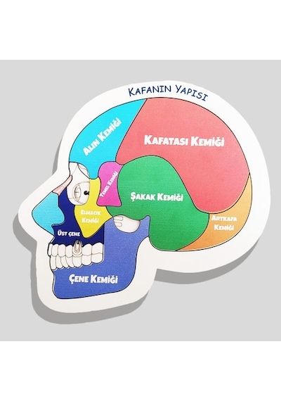 Moon Beavers Kafanın Yapısı Ahşap Eğitici Oyun