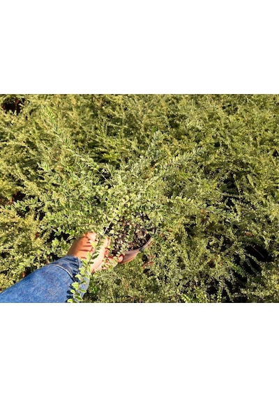 Hanımeli Çit Bitkisi 5 Adet 'lonicera Lemon Beauty'