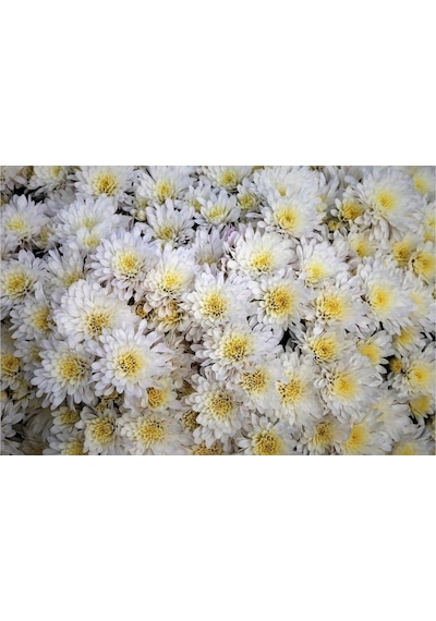 Beyaz Kasımpatı Çiçeği Fidanı Saksılı 20 Cm 40 Cm