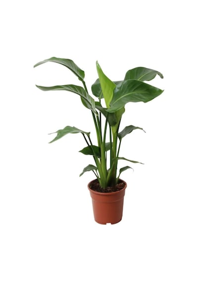 Starliçe Cennet Kuşu Strelitzia Nicolai İç Mekan Salon Çiçeği 50-70cm