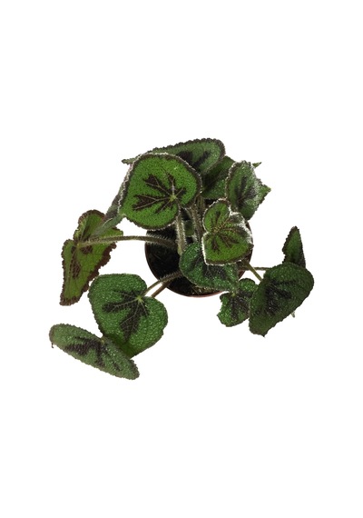 Begonia Masoniana (Begonia Çiçeği) Ø12 CM Y30-35 CM