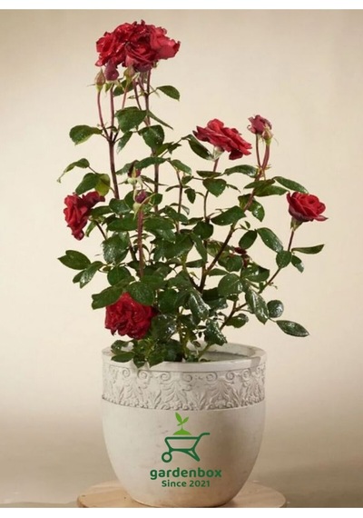 Canlı Kırmızı Renk Gül Fidanı 1 Adet Sakısda Bahçe Çiçeği 30-40cm