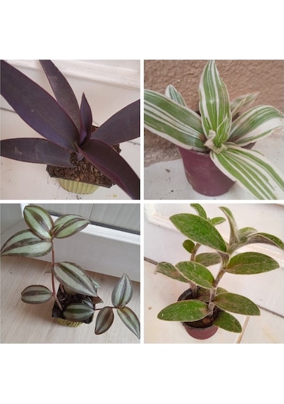 4 Çeşit Telgraf Çiçeği 5-15 Cm Tüplü Çiçekli Bodur Bitkiler Tradescantia