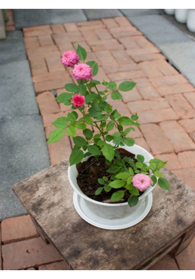 Videolu Pembe Ve Beyaz Yediveren 2 Adet Gül Fidanı Saksılı 45-80 Cm Pink And White Rose Sapling