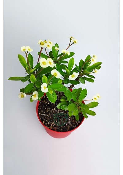 Saksılı Sarı Dikenler Tacı Japon Iğnesi Euphorbia Milii 10-20 Cm