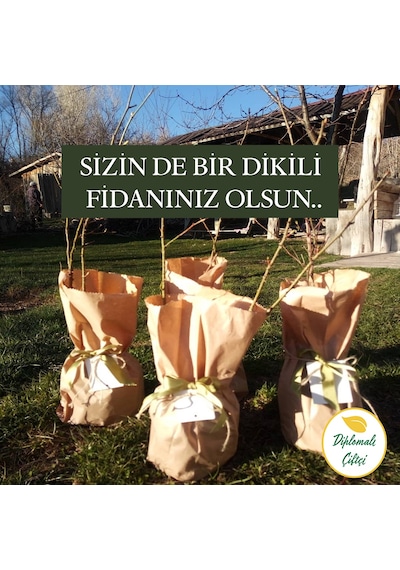 Gül Fidanı Gül Fidesi Isparta Gülü Fidanı Isparta Gülü Fidesi