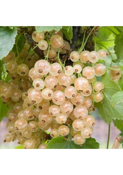 Seneye Meyve Durumda Tüplü Ribes Sativum Beyaz Frenk Üzümü Fidanı