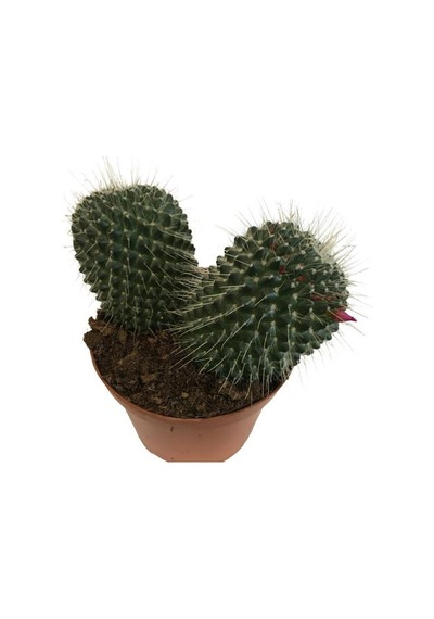 Mammillaria Spinosissima - Büyük Boy 14lük Saksıda Ürün