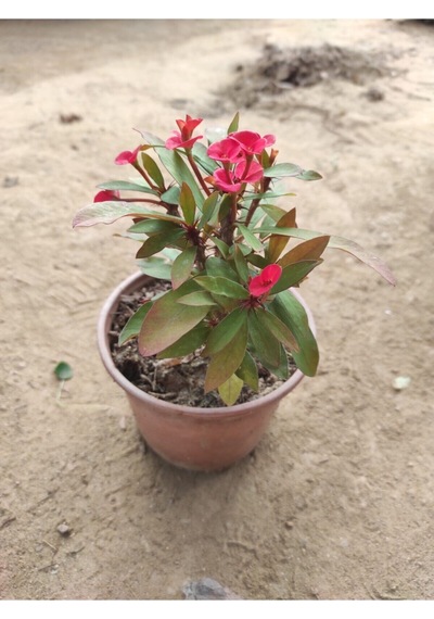 Gardenbox Dikenler Tacı Canlı