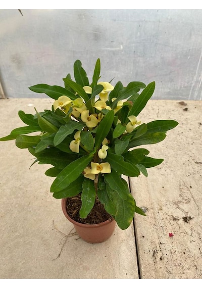Sarı Renk Dikenler Tacı Çiçeği 1 Adet Saksılı 15-30cm Yellow Euphorbia Milii