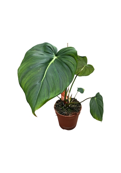 Philodendron 'mcdowell' Ø17 Cm 35-40 Cm