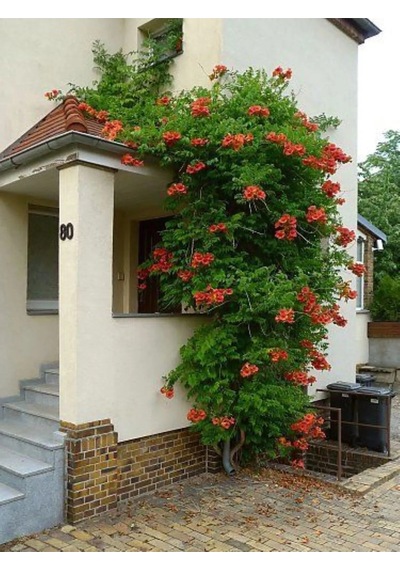 Acem Borusu Sarmaşığı Fidanı Campsis Radicans - 1-2 Yaş, 20-40 Cm, Bahçe Ve Çit Bitkisi
