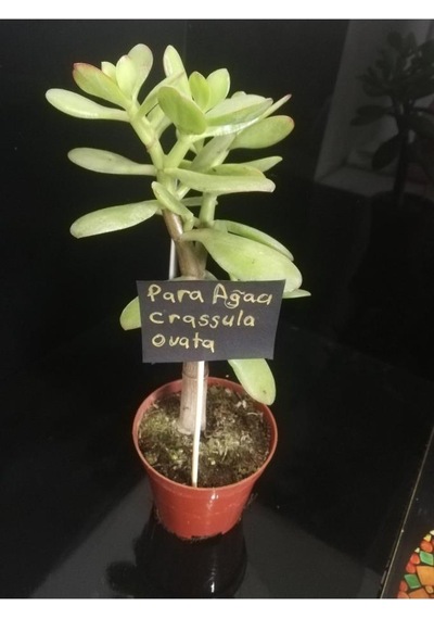 Para Ağacı Çiçeği Crassula Ovata Fidanı 10-20 Cm
