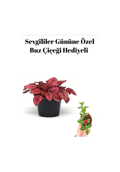 Kadınlar Gününe Özel Kırmızı Renk Hostes Çiçeği Buz Çiçeğiı Hediyeli