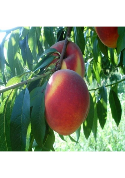 Tüplü Yarı Bodur Aroması Yüksek Monreo Şeftali Fidanı