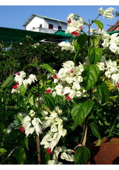 Büyüleyici Beyaz Kızılay Çiçeği Fidanı 30 40 Cm 1 Adet Saksılı Clerodendrum