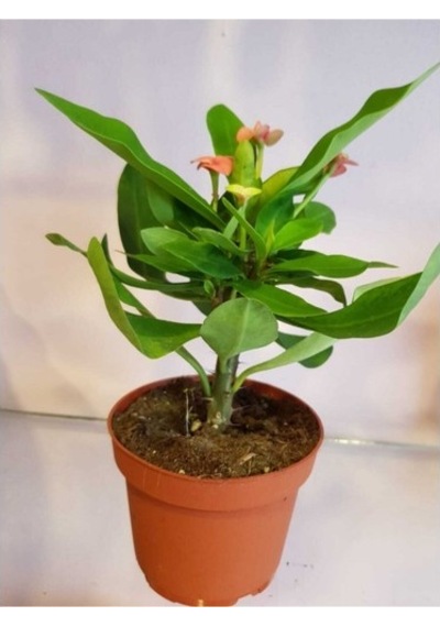Dikenler Tacı Euphorbia Milli Fidanı 10-20 Cm