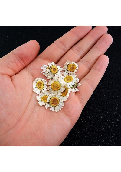 Kurutulmuş Papatya - Beyaz