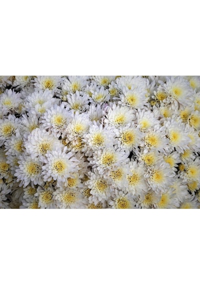 Beyaz Kasımpatı Çiçeği Fidanı Saksılı 20 Cm 40 Cm