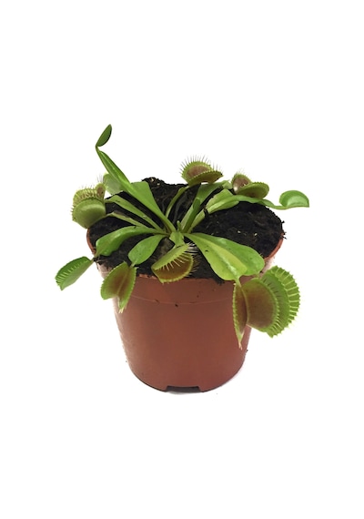 Dionaea Muscipula (Sinek Kapan Bitkisi) Ø8,5 CM Y0-10 CM