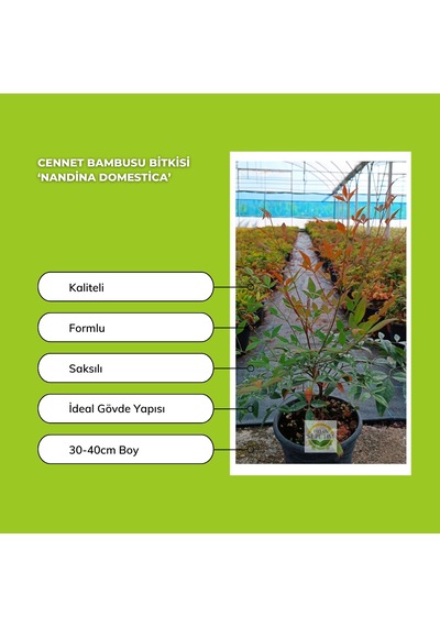 10 Adet Cennet Bambusu Bitkisi Paketi 'nandina Domestica'