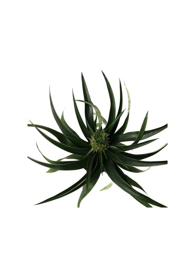 Ananas Comosus (Ananas Bitkisi) Ø12 CM Y30-35 CM