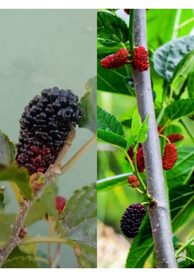 Videolu Ters Paraşüt Dut 90 110 Cm 1 Adet Tüplü Meyve Ağacı Mulberry Tree