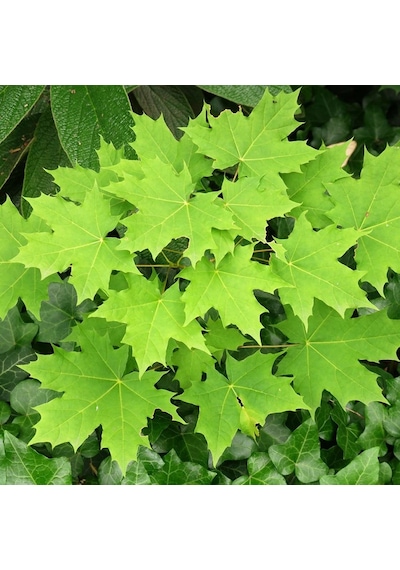 Tüplü Çınar Yapraklı Akçaağaç Fidanı 180 200 Cm Acer Platanoides Peyzaj Ağacı