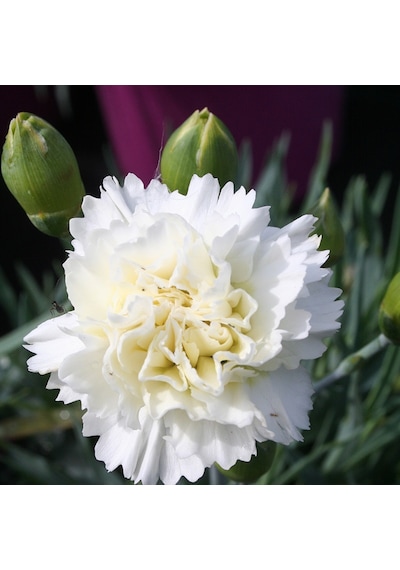 Çin Karanfili Dianthus Sinensis - Beyaz 5 Adet
