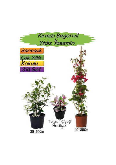 Kırmızı Renk Begonvil+kokulu Yıldız Yasemin+telgraf Çiçeği 3'lü Peyzaj Seti