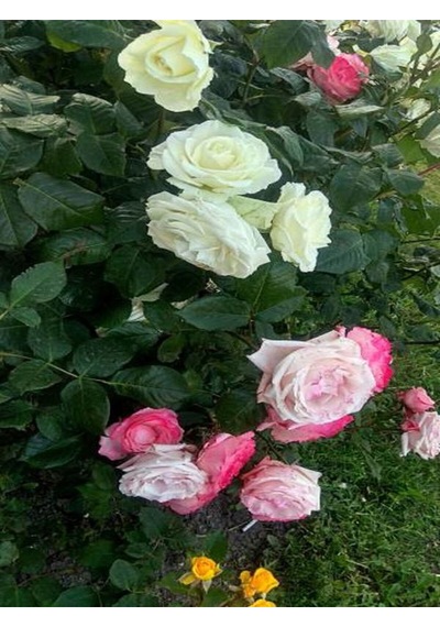 Videolu Yediveren Pembe Beyaz Renkli Kokulu 30 60 Cm Saksılı Aşılı Gül Pink And White Rose