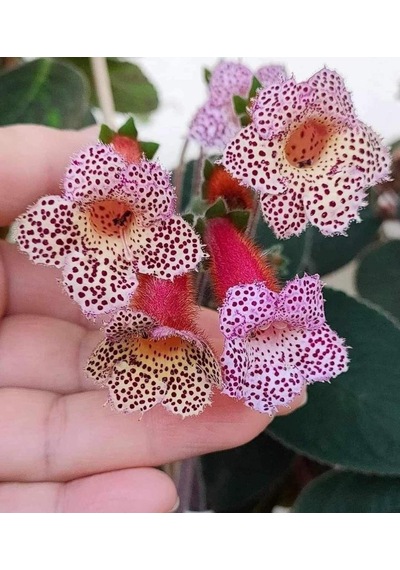 Özel Tür Lori Kohleria Japon Küpelisi Çiçeği Fidesi Mini Pot