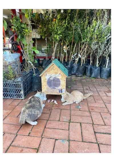 Reyo Narım Kedi Evi, Yerden Yüksek Kedi Yuvası, Su Ve Isı Yalıtımı İç Ve Dış Mekan Kedi Barınağı 33x38x40cm - Monteli Teslimat