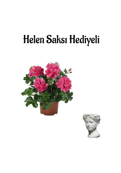 Kadınlar Günü Hediyeli Pembe Sakız Sardunya Helen Saksı Hediyeli Ev Bitkisi