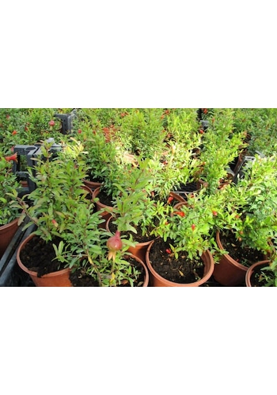 Bodur Süs Narı - Punica Granatum "nana" 5 Adet
