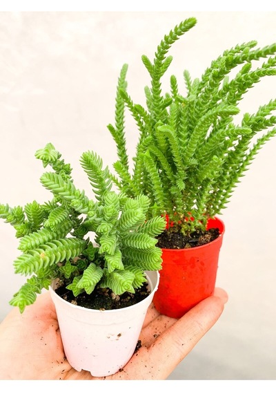 2 Adet Farklı Tür Prenses Çamı Crassula Muscosa