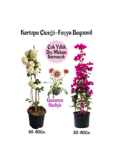Kartopu Çiçeği 1 Adet +fuşya Begonvil 1 Adet+ Pembe Gazanyasaksılı Bahçe Seti