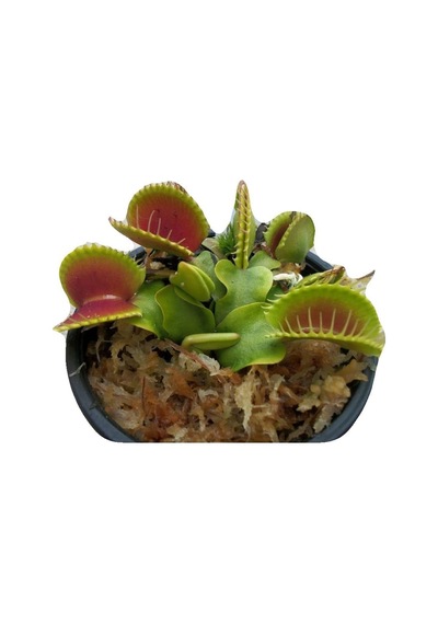 Venus Fly Trap Tohumu Ekim Seti 5 Tohum Venüs Fly Trap Etobur