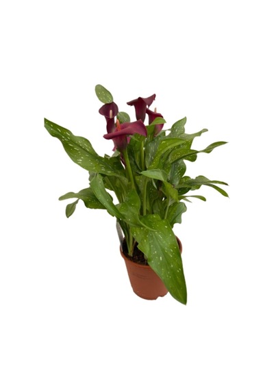 Gala Gelin Çiçeği Kırmızı 15-25 Cm