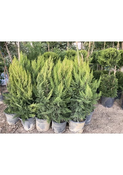 SAKSIDA 2 ADET LİMONİ SERVİ FİDANI BOY (40- 60 CM)