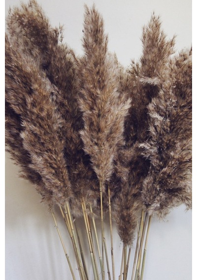 Dekoratif Natural 7'li Pampas Doğal