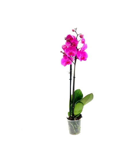 Phalaenopsis Orkide , Çift Dallı Orkide 60-80cm Arası Boyunda, Fuşya - 48358259