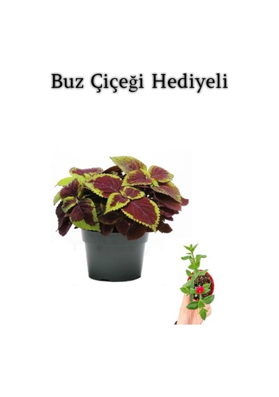 Renkli Yapraklı Yaprak-cam Güzeli Sevgililer Gününe Özel Buz Çiçeği Hediyeli