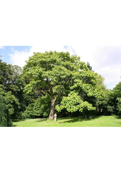 PAVLONYA AĞACI FİDANI - Paulownia Tementosa 30-50 cm