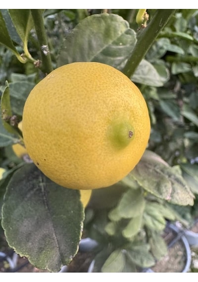 Saksıda ,meyve Veren ,aşılı Meksika Lime Limon Fidanı Boy 150-180cm