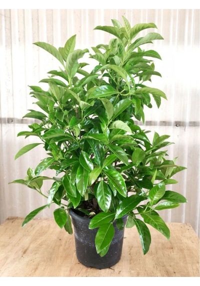 Kartopu Çiçeği Fidanı Ithal 1 Adet Saksılı 50-80 Cm Viburnum Lucidum