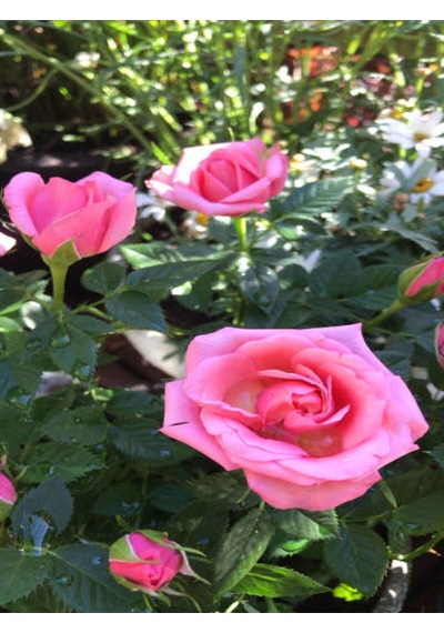 Avantajlı Kokulu Pembe Gül Yediveren 1 Adet Saksılı 50-70cm Aşılı Gül Pink Rose
