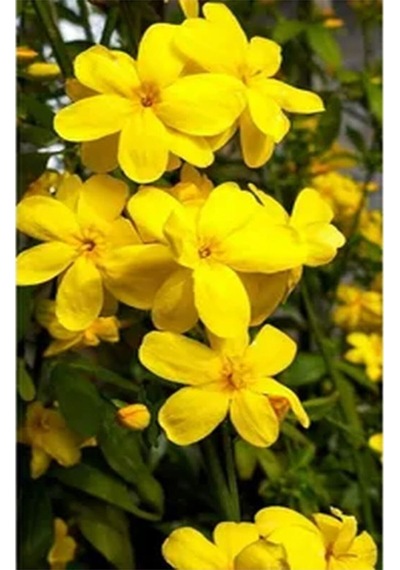 Videolu Mis Kokulu 4'lü Sarı Yasemin Çiçeği Fidanı 40-60 Cm Saksılı Çiçekli Bodur Yellow Jasminie