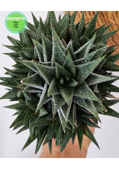 Haworthia Fasciata 1 Adet